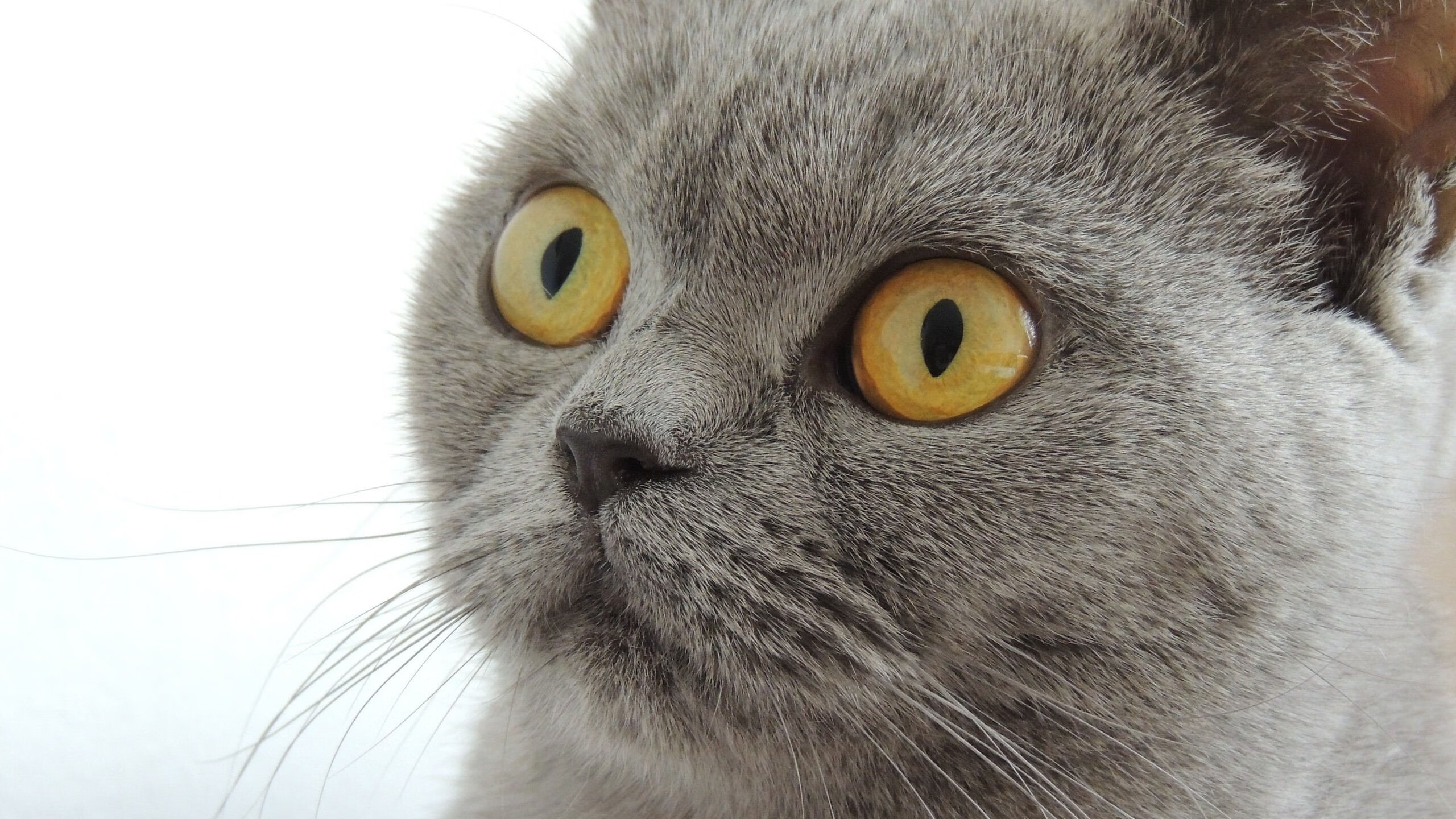 乐鱼体育平台app下载-DOTA2选手操作失误引发赛后热议,dota2选手zyd