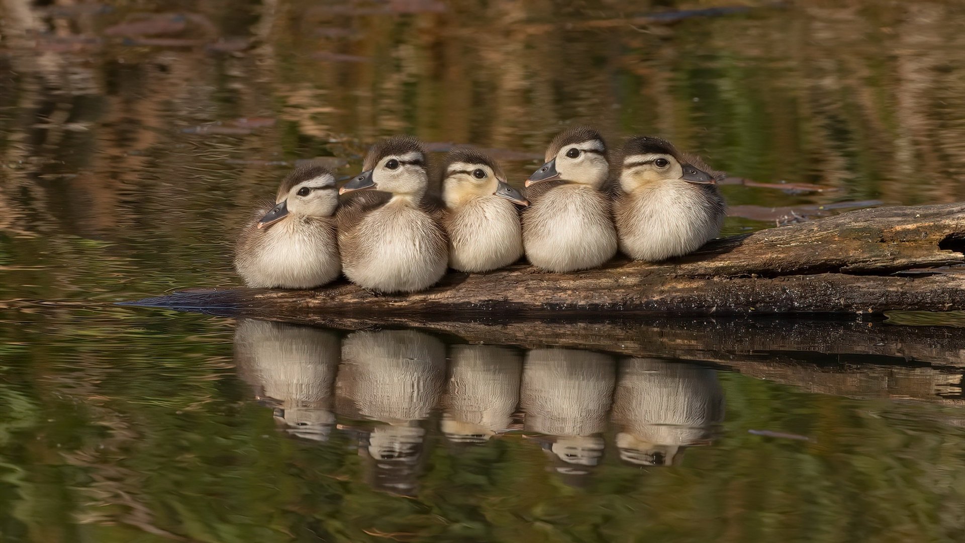 leyu乐鱼-“东安湖体育公园:热血龙舟赛事,水上速度与激情的较量”