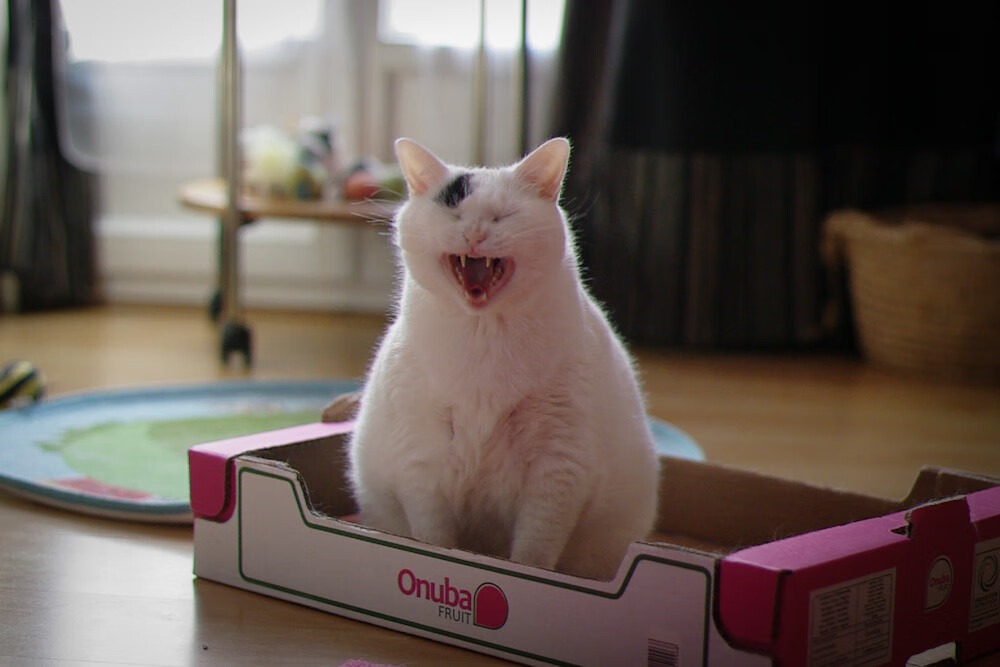 乐鱼体育平台app下载-“腰旗美式橄榄球:东部新区赛场点燃运动员挑战极限的热情”