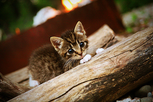 LEYU乐鱼体育官方网站-东亚杯中国青年队惨败 球迷期待重振旗鼓,中国队东亚杯冠军