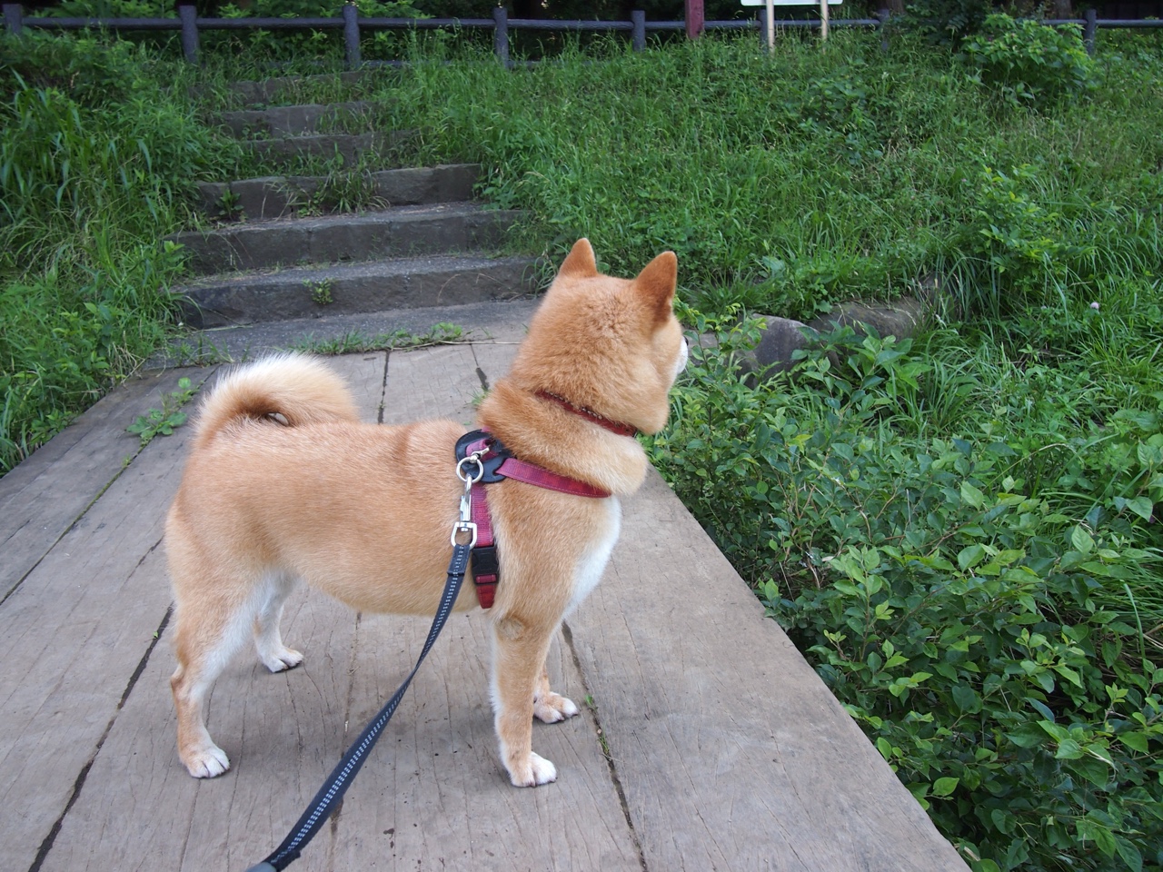 乐鱼vip-多特蒙德主场氛围火热激发全队斗志,多特蒙德主场照片