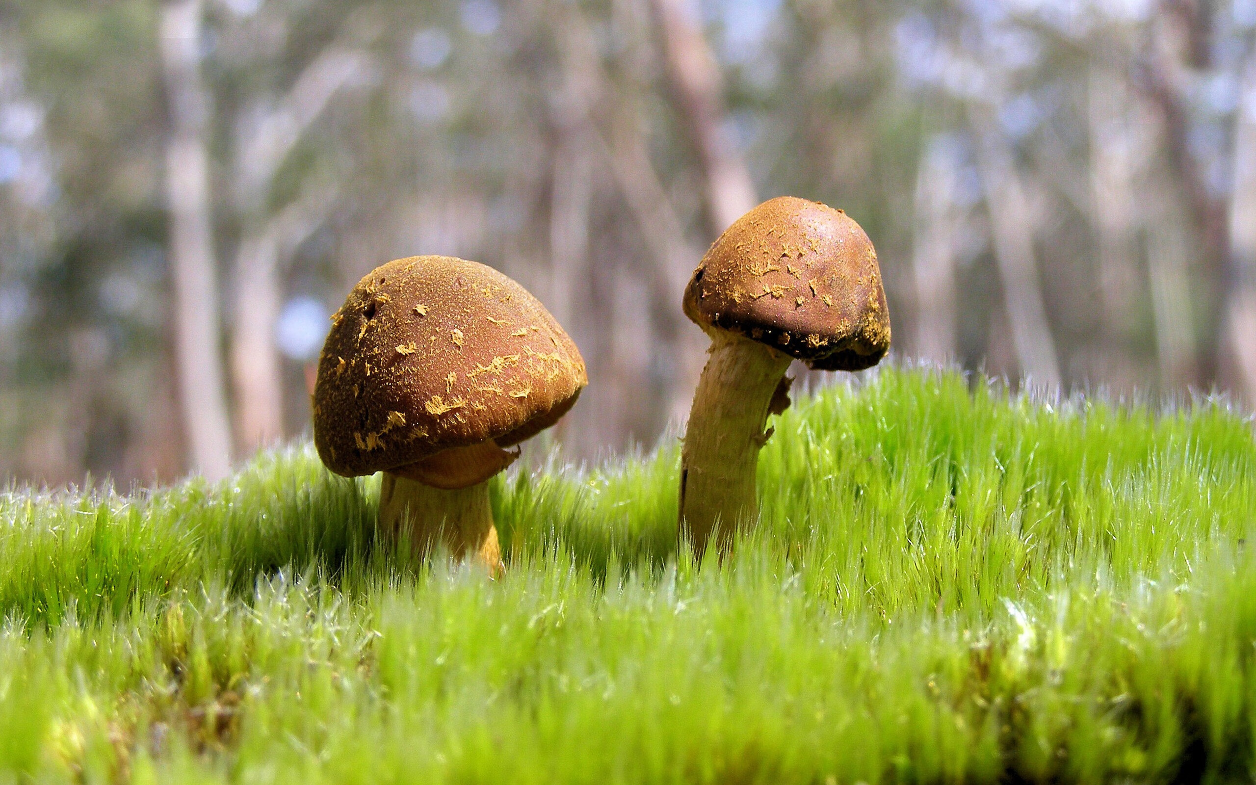 leyu.com-快节奏体系中小前锋的攻防作用变化分析,小前锋教学