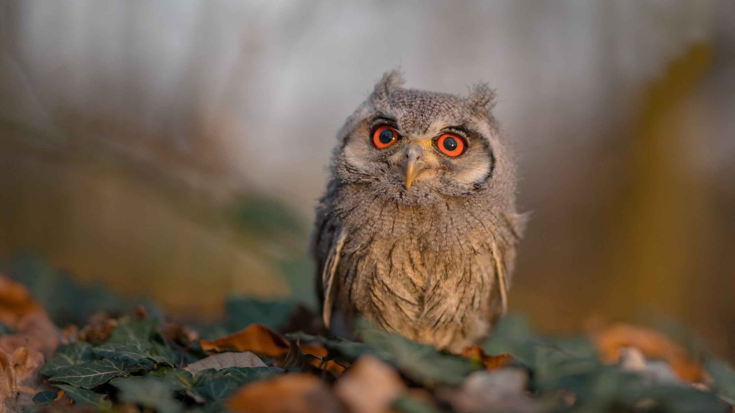 乐鱼(中国)体育官方网站-攀岩比赛青少年组别参赛人数逐年增长,2021全国青少年攀岩比赛时间