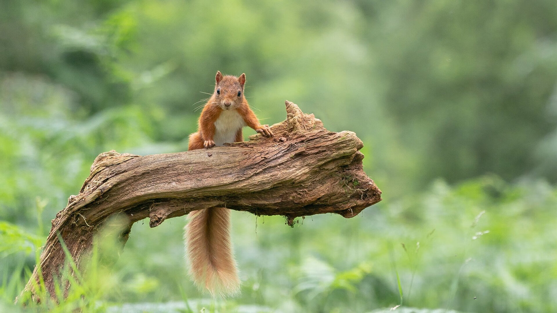 leyu乐鱼在线登录入口-澳大利亚队未来发展蓝图:如何成为世界乒乓强队,2021澳大利亚乒乓球队