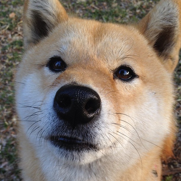 乐鱼体育App下载-足球文化建设缺乏系统规划与推动，足球文化的内容体系