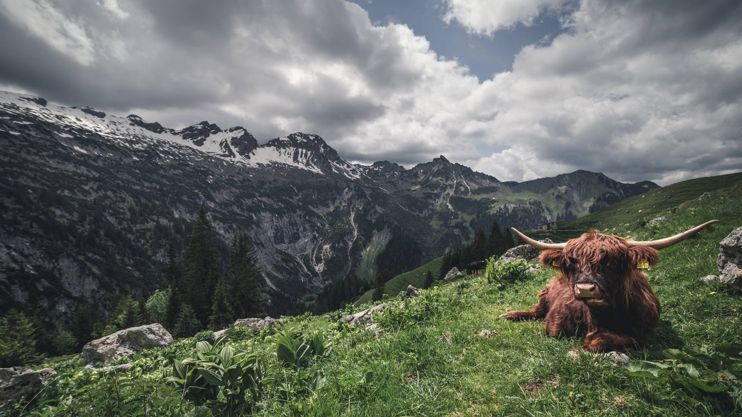 乐鱼app-“马丁·高尔西的成长与突破，推动阿根廷美洲狮队逐步成为世界强队”