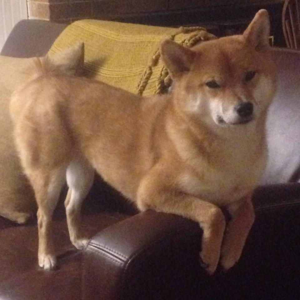 乐鱼电竞在线平台-南美洲和欧洲足球强国在国际赛场上展开激烈角逐,南美与欧洲足球比较