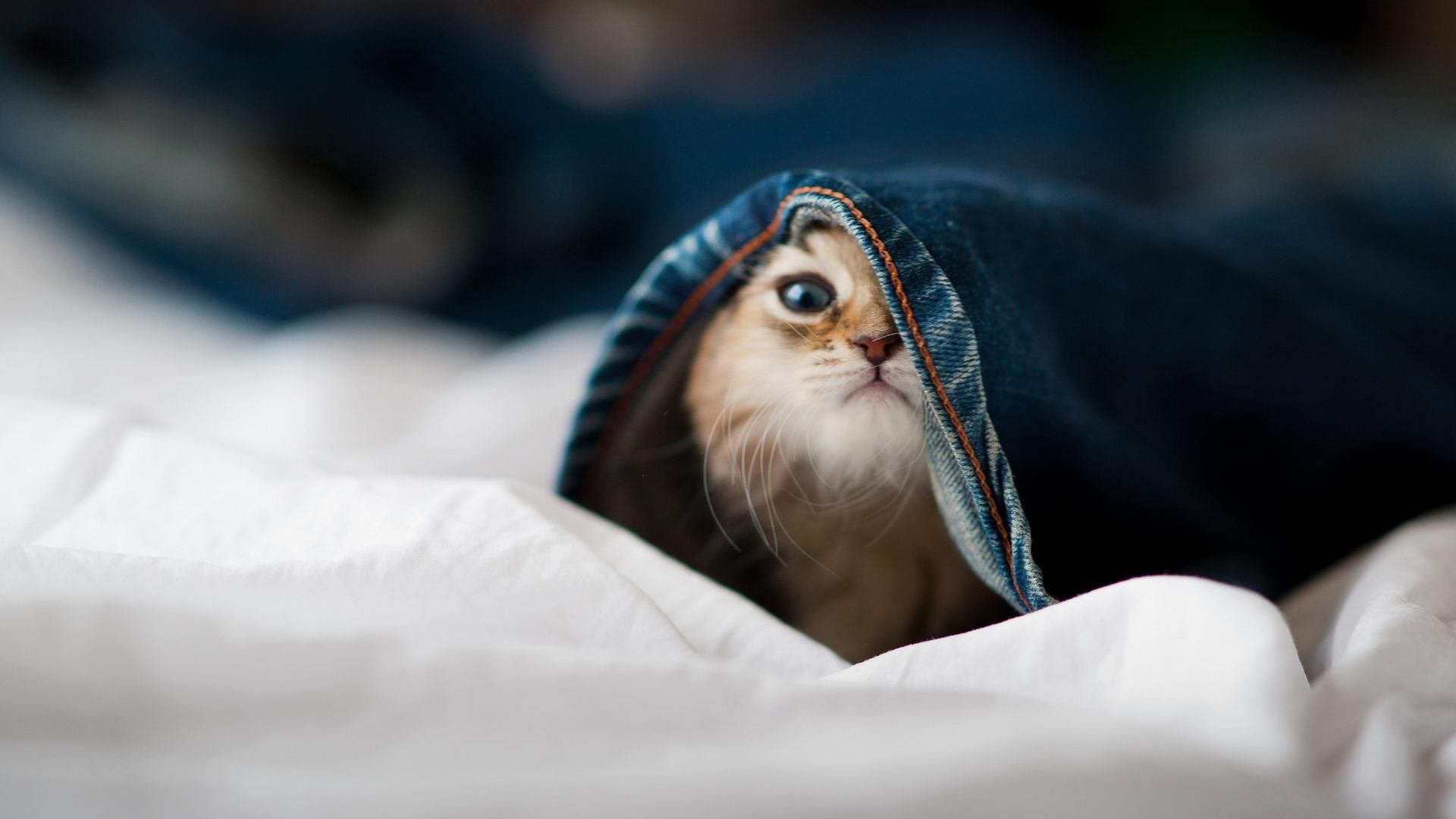 乐鱼体育APP官方下载-史密斯蝶泳技术细腻完美入水,美国蝶泳史密斯