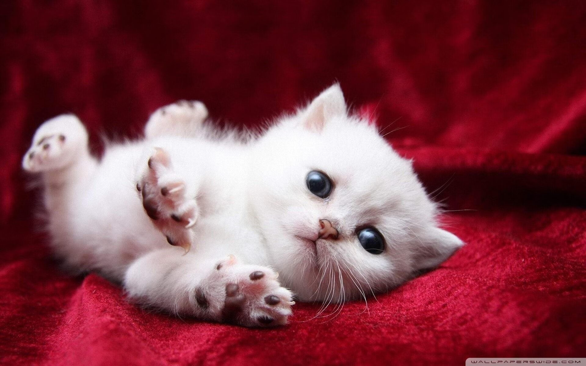 leyu.com-张伟丽赛前低调备战全力争胜目标明确,张伟丽备战视频