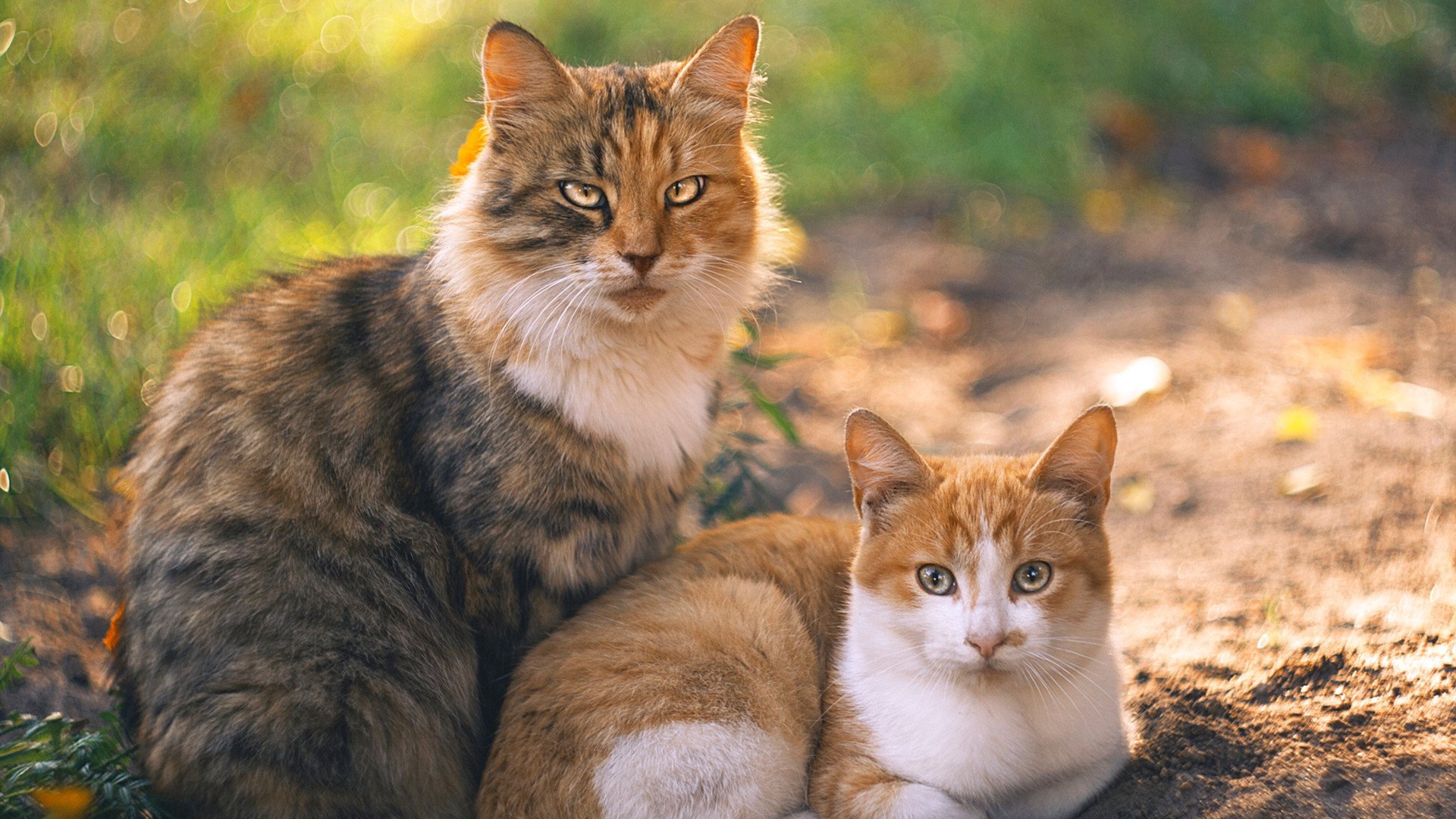 leyu乐鱼-法甲抢眼新星:未来足球领袖!,法甲预测