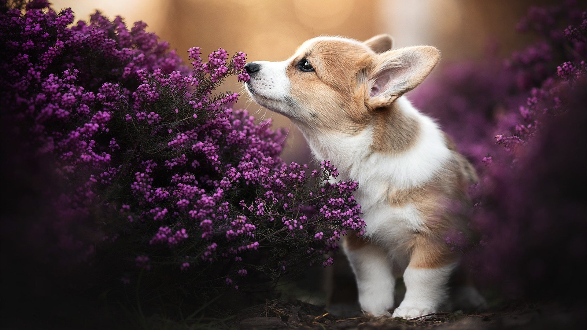 乐鱼体育-蛙泳选手划幅扩大、润滑度明显提升，蛙泳划手速度要求慢还是快